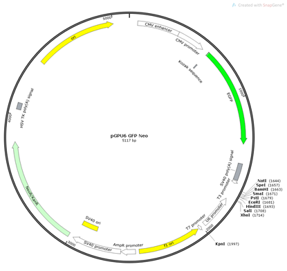 Green Fluorescent Protein (GFP): Illuminating the Frontiers of Life Science Research