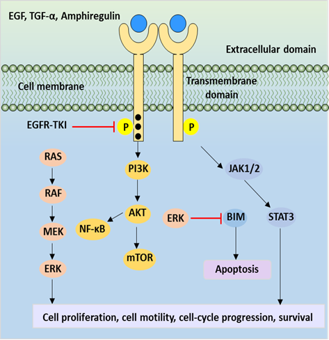 EpCAM-HGFR Crosstalk in Colorectal Cancer Metastasis: Mechanisms and Therapeutic Implications