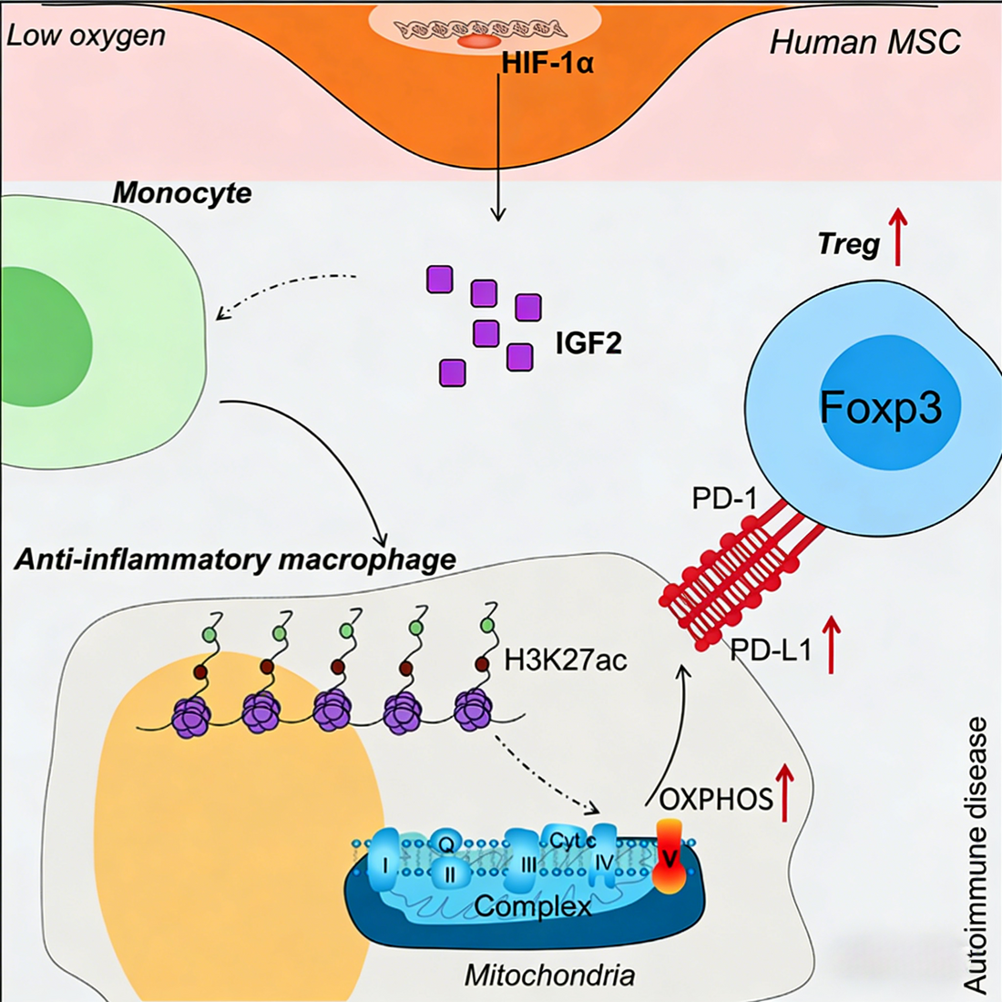 Human IGF-2 Protein: Reshaping Macrophage Anti-Inflammatory Function Through Metabolic Reprogramming