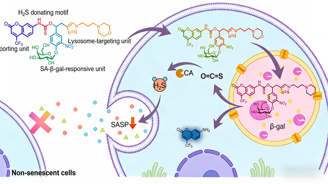 LacZ Recombinant Rabbit Monoclonal Antibodies: A Powerful Tool for Deciphering Cellular Senescence Mechanisms
