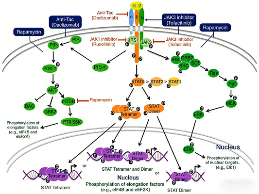 Human IL-28B Protein: Mechanisms of Antiviral Immunity and Inflammatory Regulation