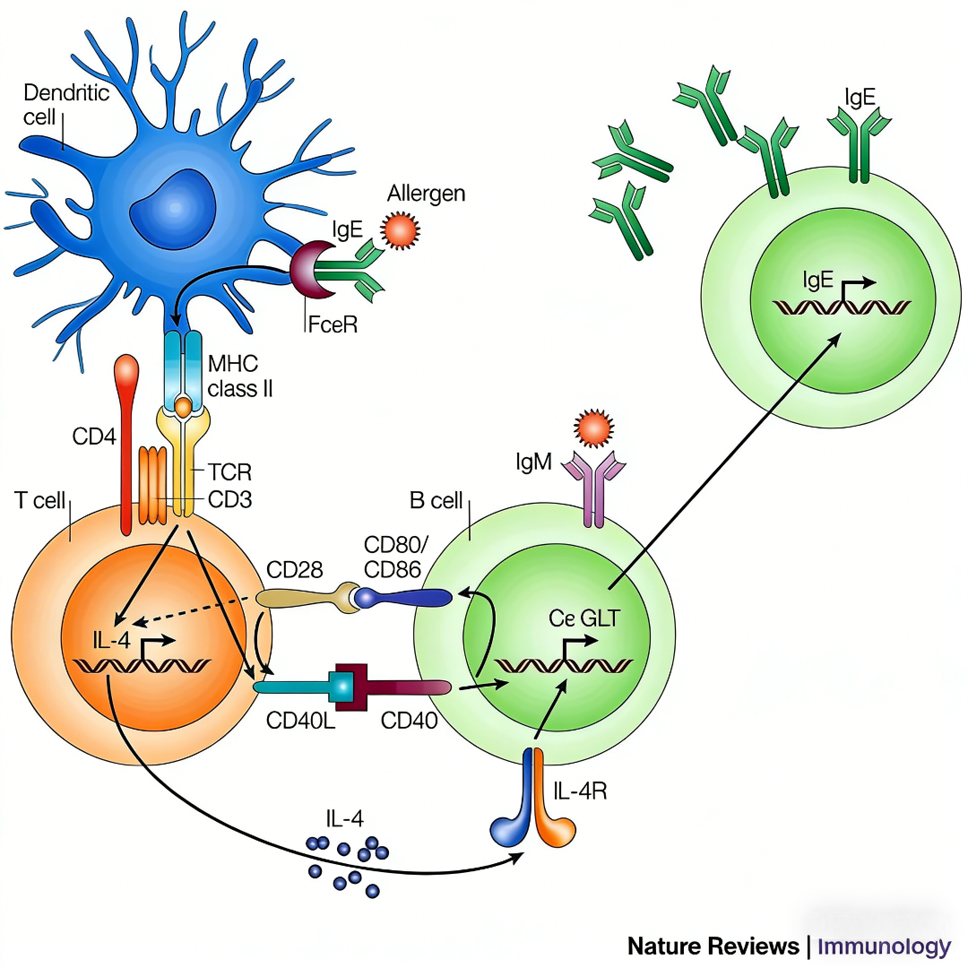 Decoding MYSM1 Function: Epigenetic Regulation and Immune Homeostasis Insights