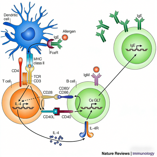 Decoding MYSM1 Function: Epigenetic Regulation and Immune Homeostasis Insights