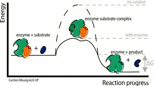 Human Angiotensin-Converting Enzyme 1 (ACE1): Core Catalytic Traits, Regulatory Mechanisms, and Research Applications