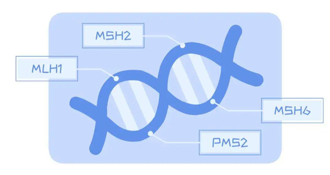 PMS2 Gene: From DNA Mismatch Repair to Tumorigenesis – Uncovering Multidimensional Biological Roles