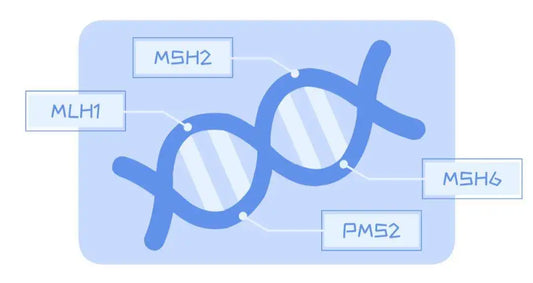 PMS2 Gene: From DNA Mismatch Repair to Tumorigenesis – Uncovering Multidimensional Biological Roles