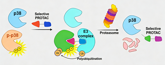 Selective Degradation of Phosphorylated p38 MAPK (Tyr182): A Novel Therapeutic Strategy for Alzheimer’s Disease