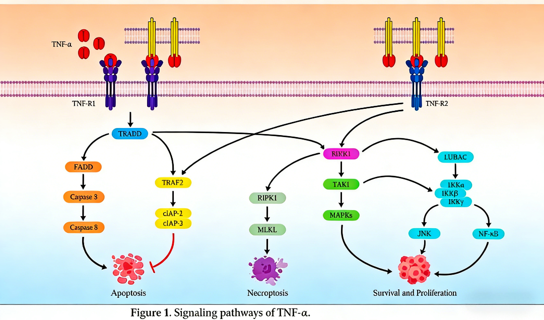 TNF-α Surpass ELISA Kit: Advancing Inflammatory Disease Research and Targeted Therapy Evaluation