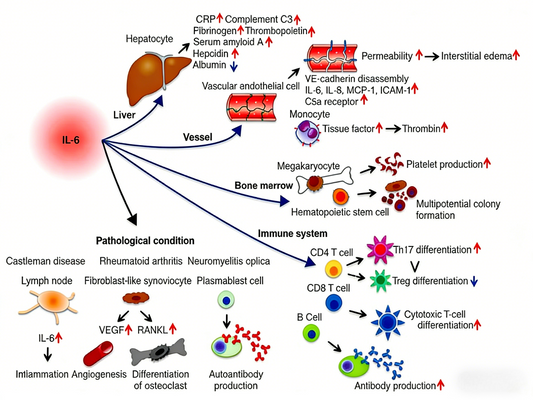IL-6 Surpass ELISA Kit: Unlocking Mechanisms of Inflammation and Disease