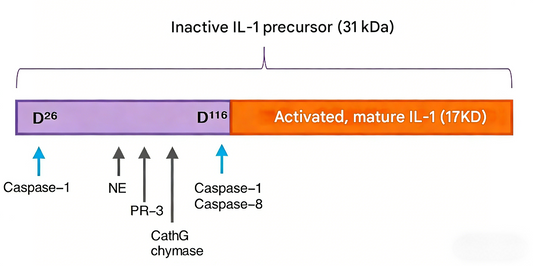 IL-1β Surpass ELISA Kit: Key Considerations and Innovations in Inflammation Research