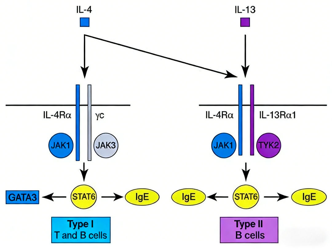 IL-13 Surpass ELISA Kit: Unveiling Core Roles and Therapeutic Potential in Asthma and Allergic Diseases