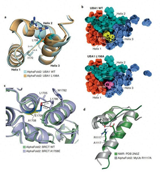 MPK5 Recombinant Protein: A Core Tool for Deciphering Plant Signal Transduction