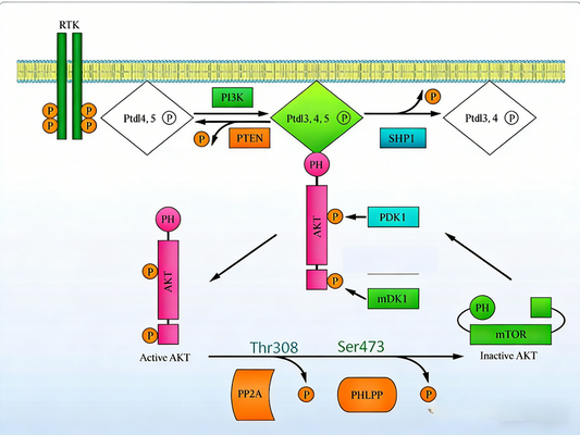 Accurate Detection of Protein Phosphorylation: The Critical Role of Phosphorylation Site Antibodies