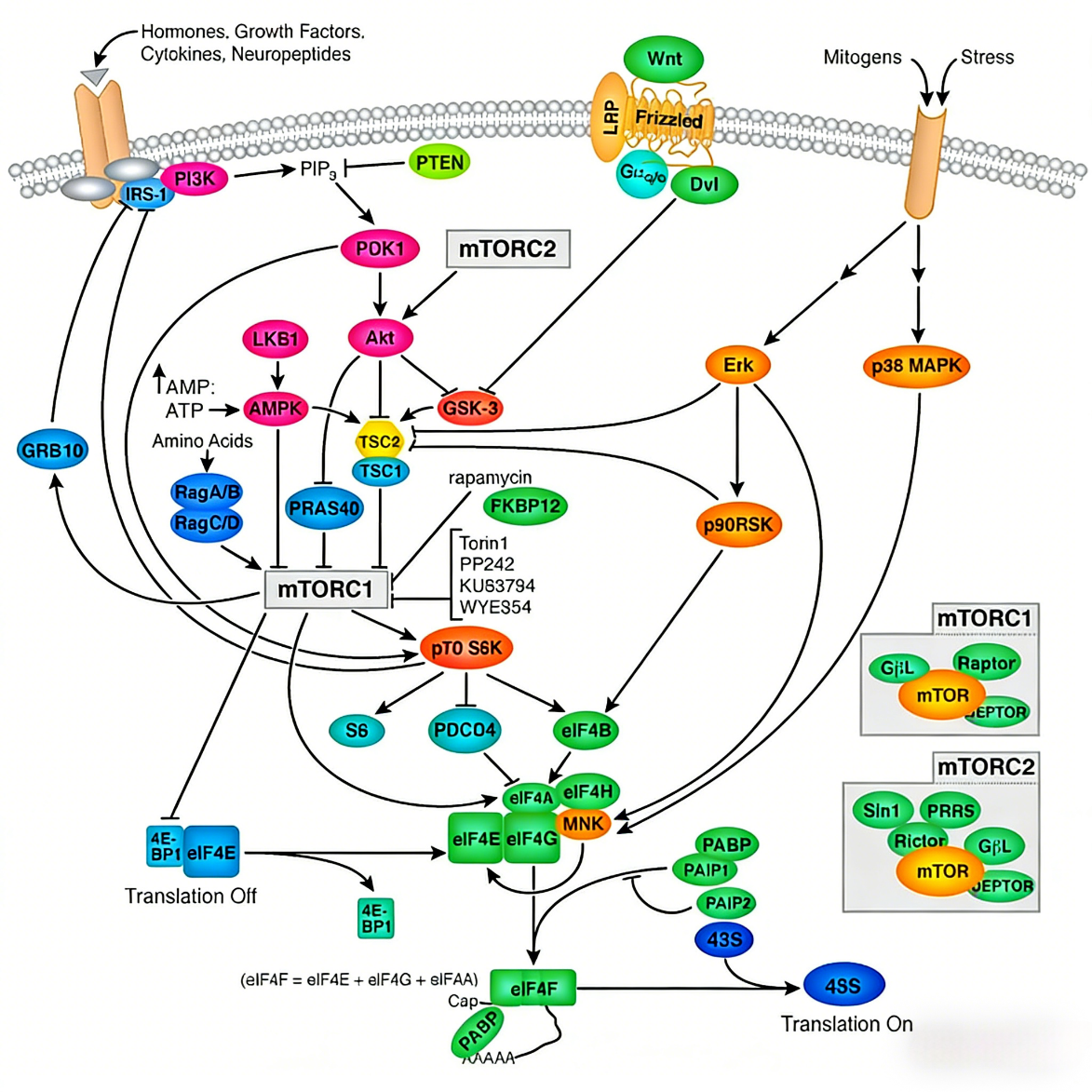Deciphering the mTOR Signaling Hub: The Power of p70 S6 Kinase Recombi ...