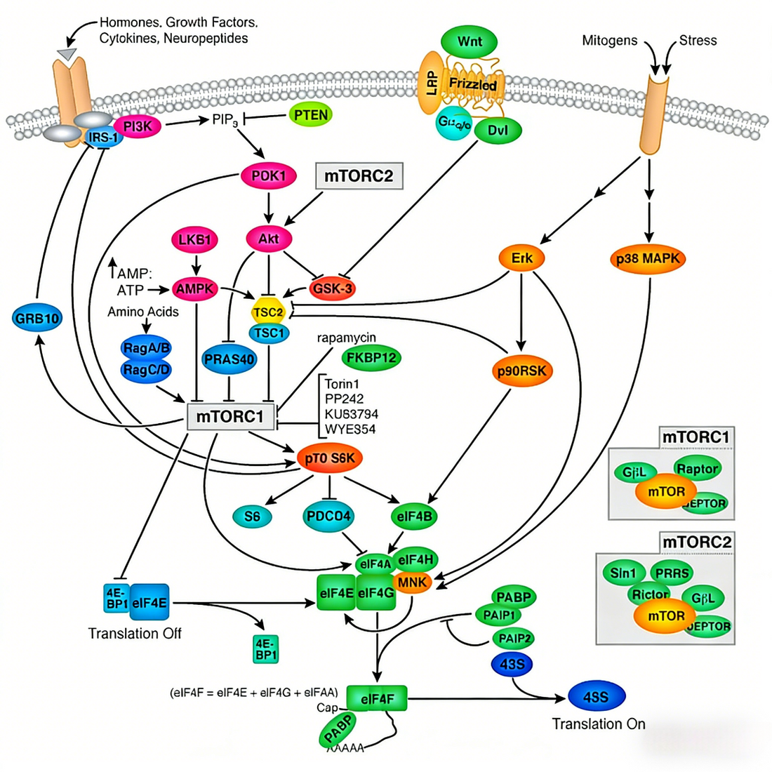 Deciphering the mTOR Signaling Hub: The Power of p70 S6 Kinase Recombinant Rabbit Monoclonal Antibodies