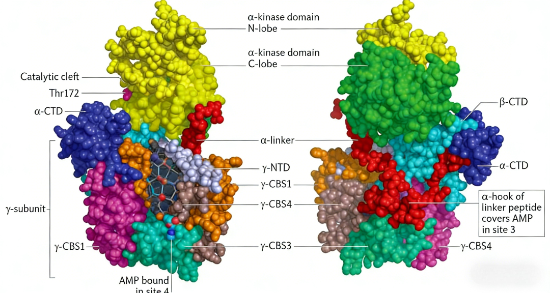 Systematic Analysis of the AMPK Signaling Pathway: Advanced Research Tools for Metabolic Biology