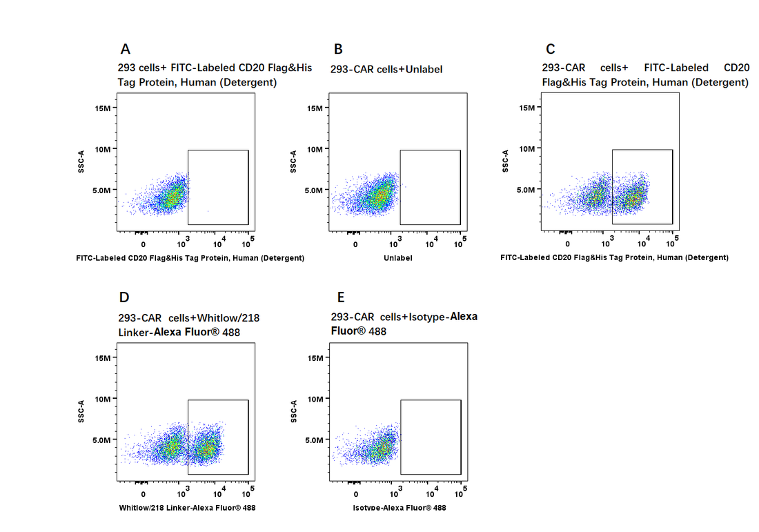 Precision Customization of Full-Length Antibodies: A Comprehensive Guide by ANT BIO PTE. LTD.