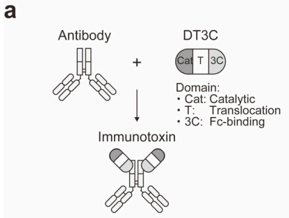 DT3C Recombinant Protein: A Powerful Tool for Antibody Internalization Assays in ADC Drug Development | ANT BIO PTE. LTD.