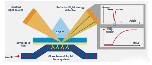 Biacore System: Unlocking Biomolecular Interaction Analysis with SPR Technology | ANT BIO PTE. LTD.