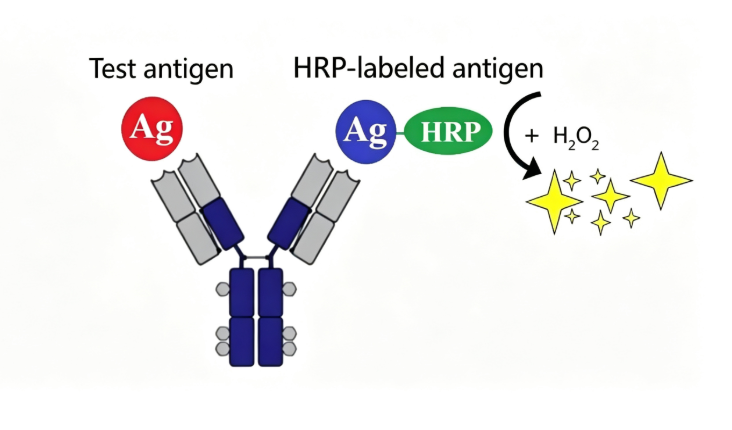 Monkey Sample ELISA Testing: Key Analytical Tools for Non-Human Primate Immunology Research