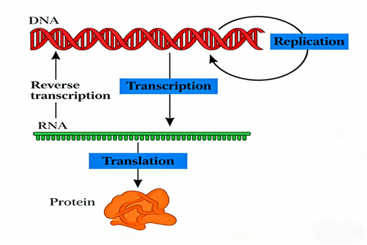 Pan-Modification Microspheres: A Platform for Parallel Post-Translational Modification Proteomics