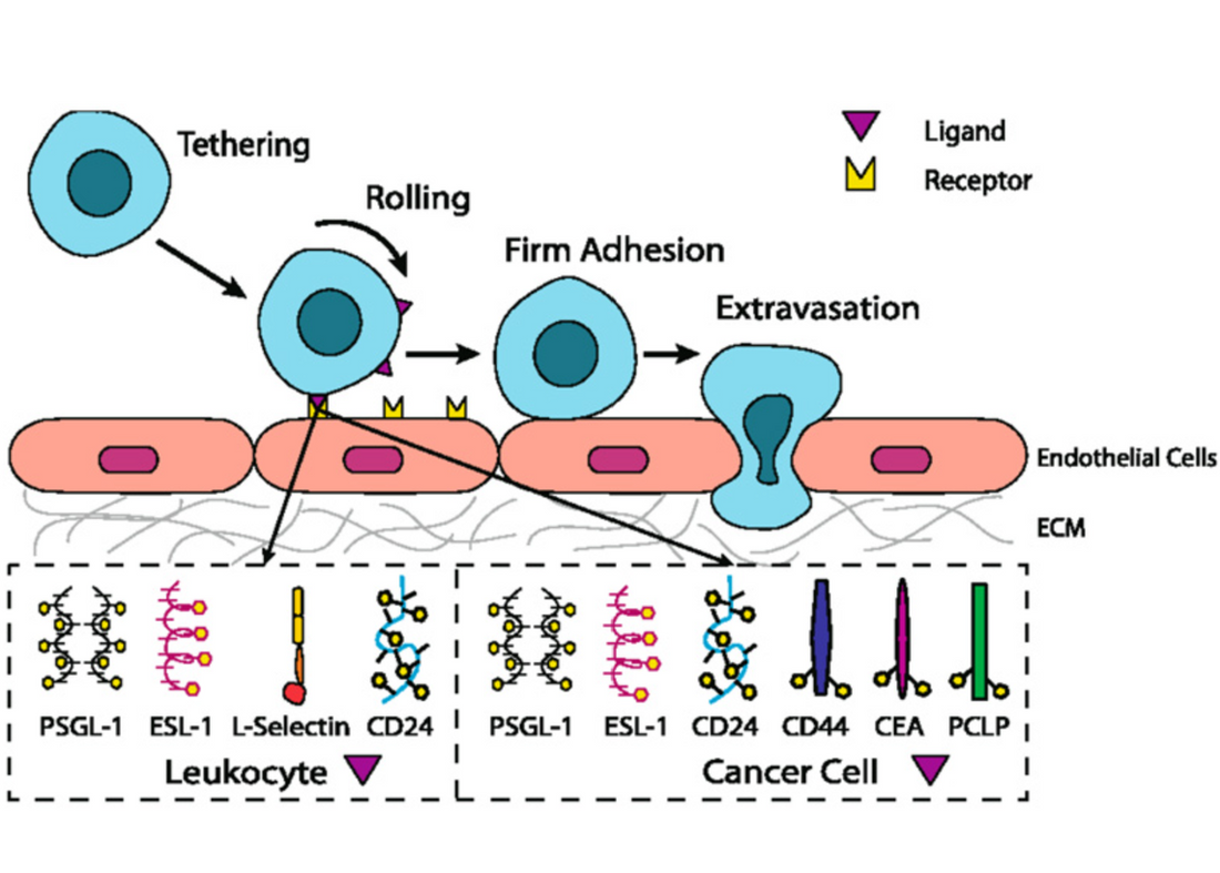 Serum Sample ELISA Testing: From Matrix Effects to Accurate Cytokine Quantification