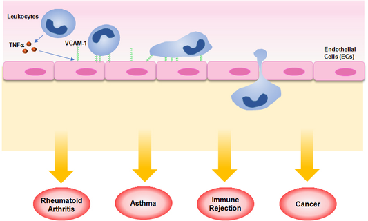 VCAM-1: From Inflammatory Marker to Disease Therapeutic Target
