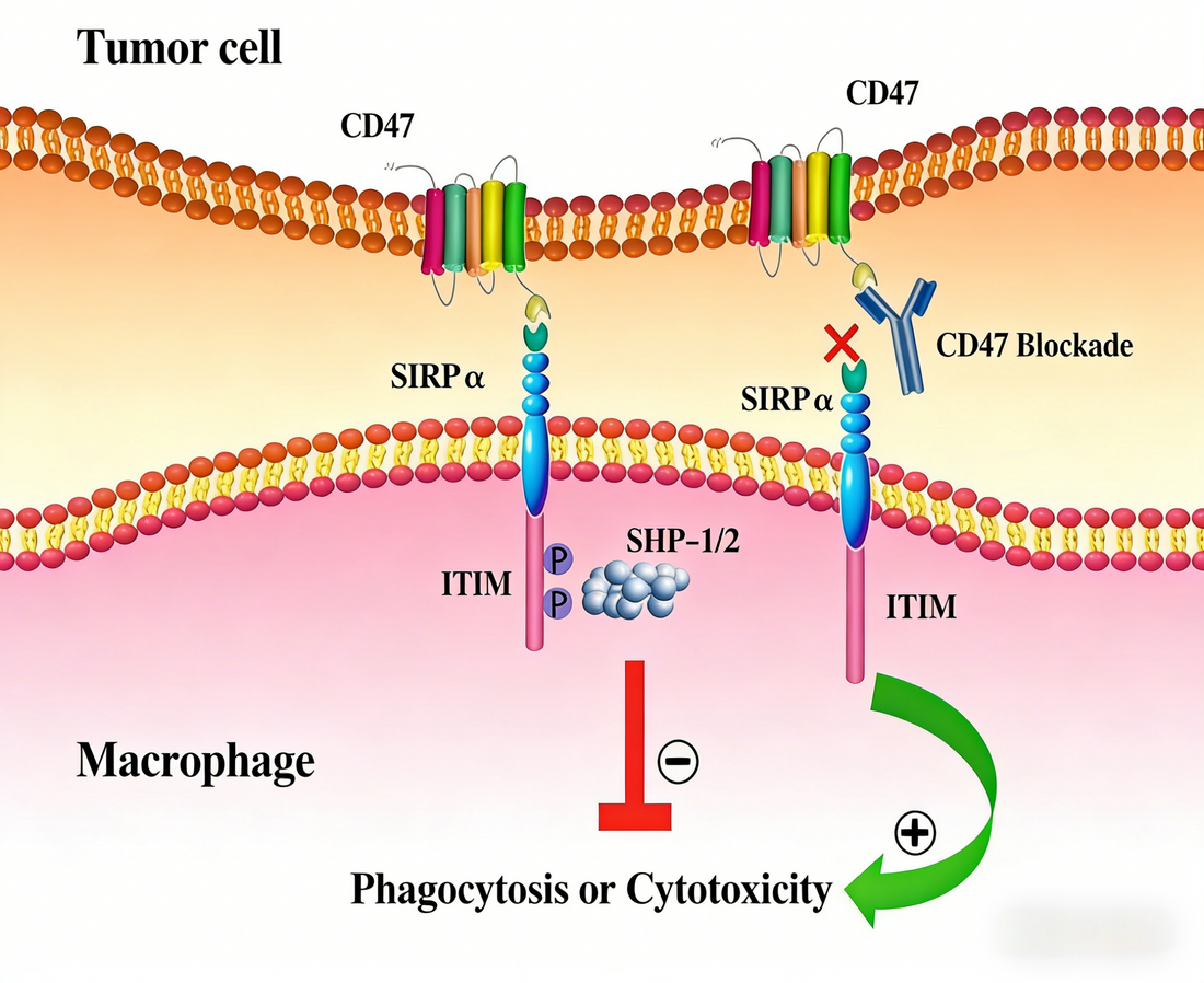 Unlocking Anti-Tumor Immunity: The Power of Custom Immune Checkpoint Antibodies | ANT BIO PTE. LTD.