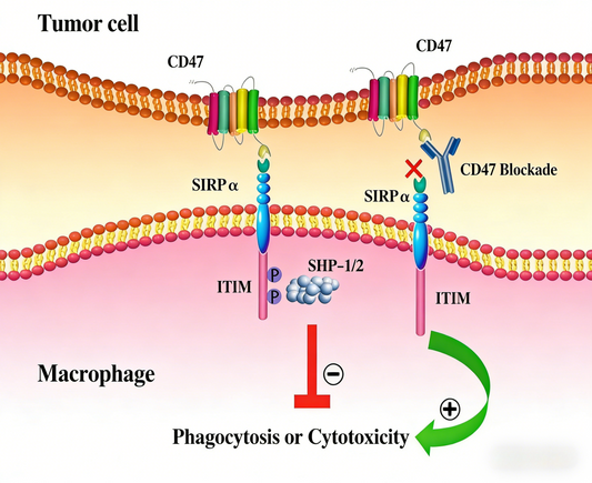 Unlocking Anti-Tumor Immunity: The Power of Custom Immune Checkpoint Antibodies | ANT BIO PTE. LTD.