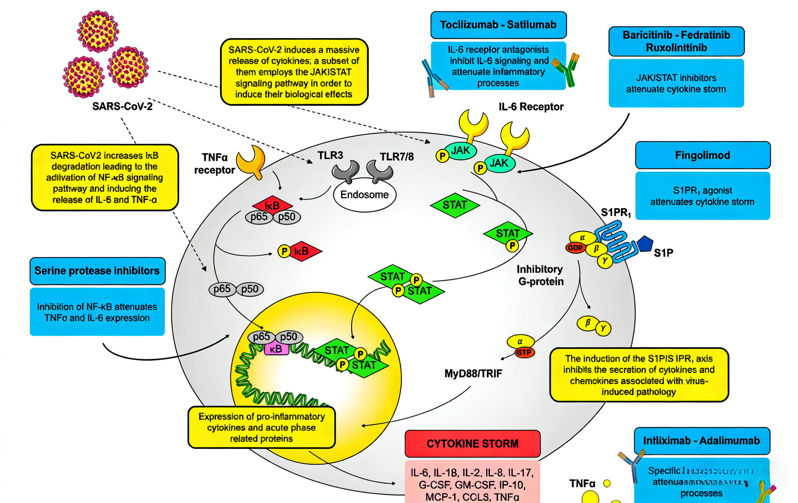 Unlocking Immune Signaling Networks: Custom Antibodies for Precision P ...
