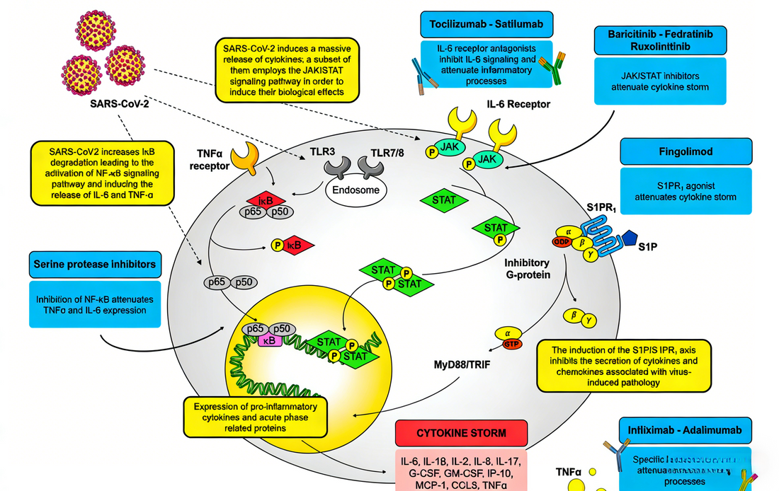 Unlocking Immune Signaling Networks: Custom Antibodies for Precision Pathway Analysis