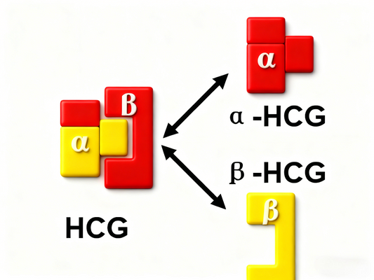 CGA/HCG‑α Antibody Insights: Unlocking hCG Biology for Pregnancy Monitoring & Disease Diagnostics