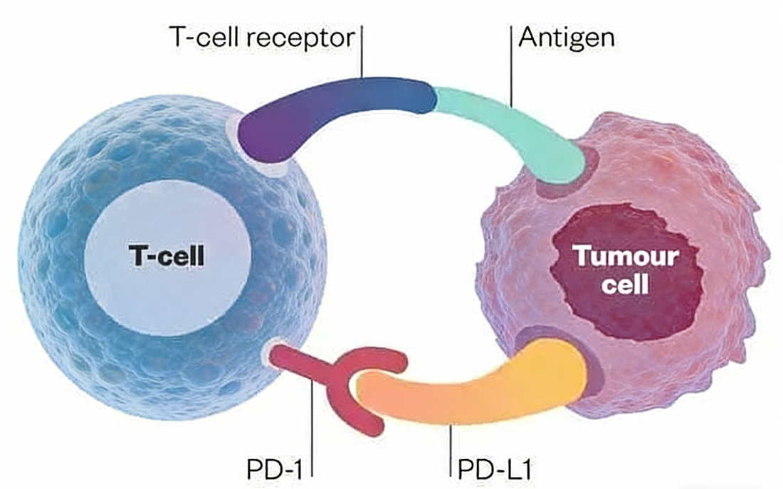 Custom PD‑1 Antibodies: Driving Innovation in Tumor Immunology Research  Knowledge & Application Article