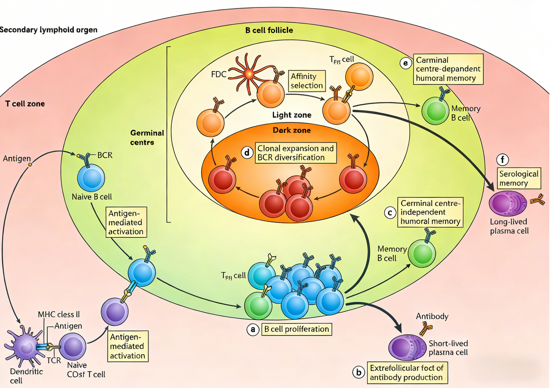 High‑Affinity Recombinant Antibodies: Enabling Precise Molecular Recognition in Life Science Research