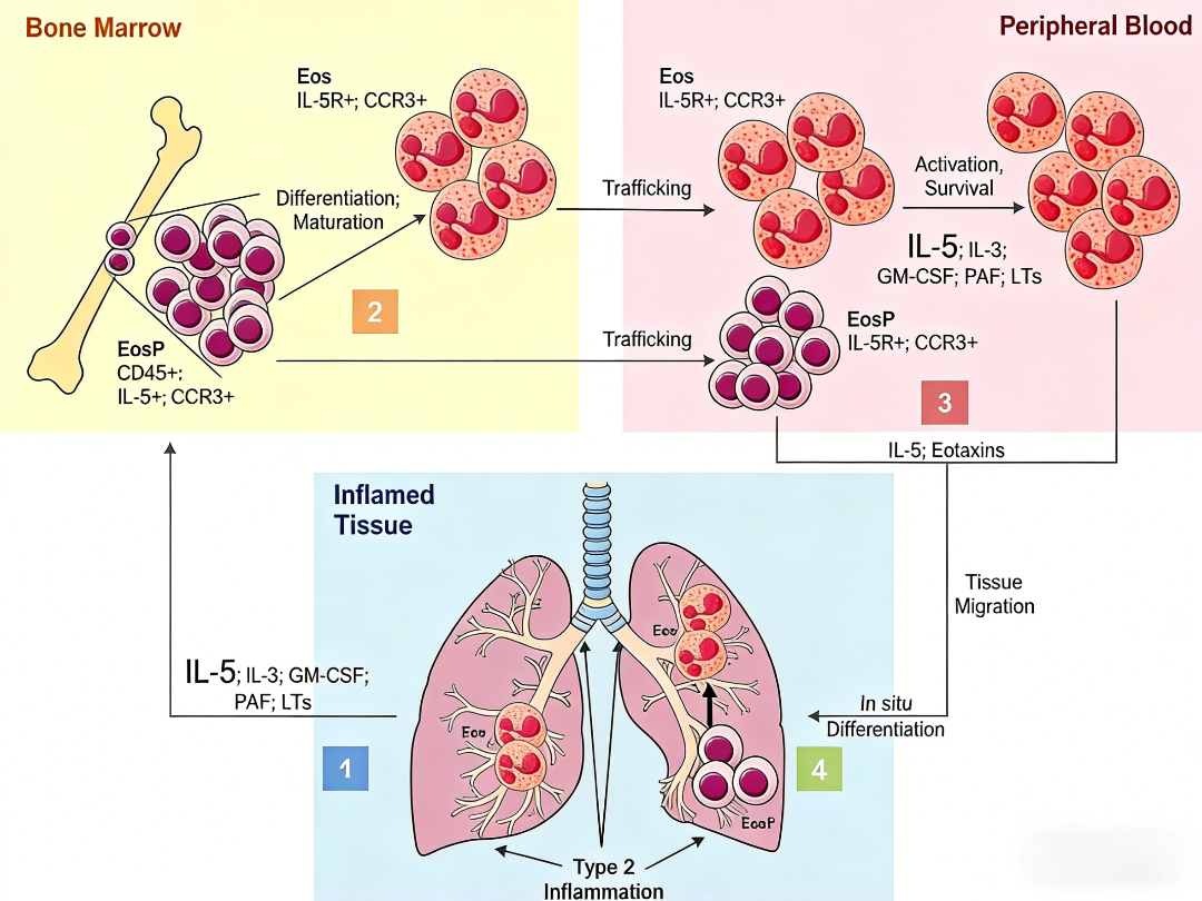 Knowledge Insight: Using Human IL‑5 Detection Kits to Explore Its Roles in Immune Regulation and Disease
