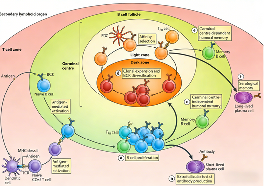 Knowledge Insight: How Do High-Affinity Recombinant Antibodies Enable Precise Antigen Recognition?