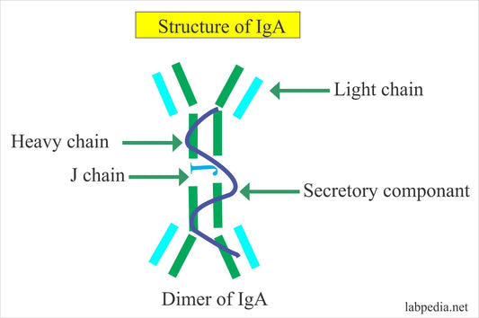 Knowledge Insight: Evaluating IgA Nephropathy Progression and Treatment Response Using IgA Surpass ELISA Kits