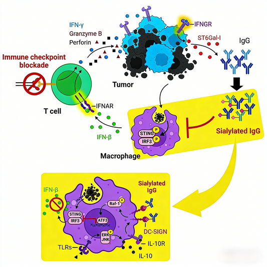 Knowledge Insight: How IgG One-Step ELISA Kit Enables Accurate Quantitative Detection