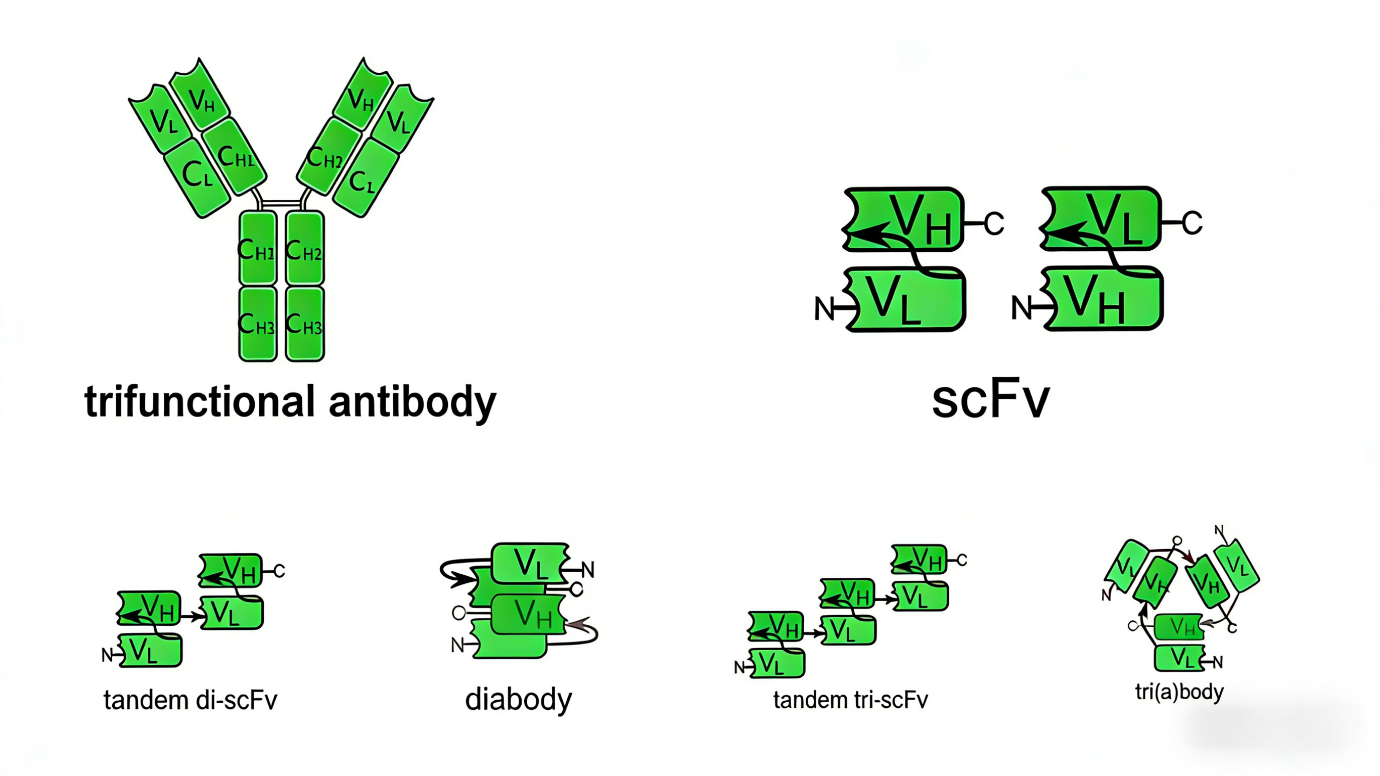 Knowledge Insight: How to Achieve Efficient Customization of scFv Anti ...
