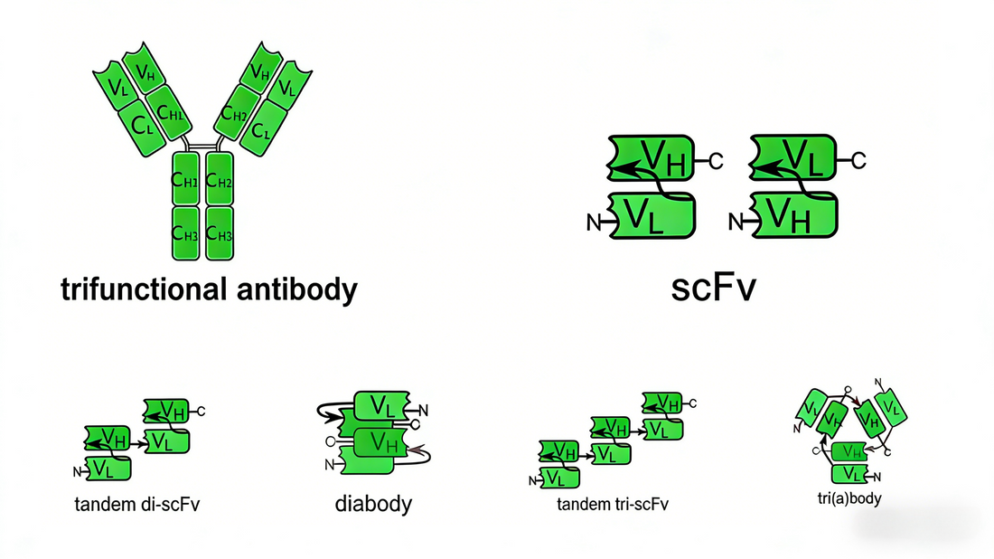 Knowledge Insight: How to Achieve Efficient Customization of scFv Antibodie