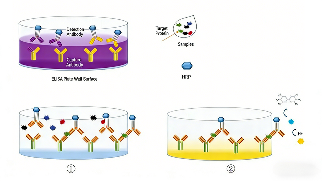 Knowledge Insight: How One-Step ELISA Kits Revolutionize Efficiency and Convenience in Immunoassays