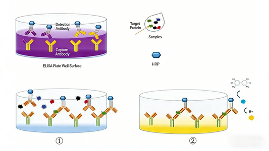 Knowledge Insight: How One-Step ELISA Kits Revolutionize Efficiency and Convenience in Immunoassays