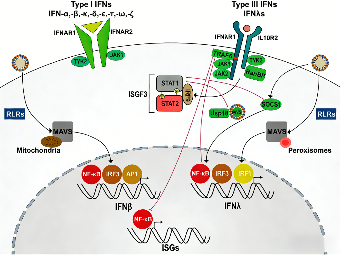 Knowledge Insight: Anti-Tumor Potential of Human IL‑28A Protein (IFN‑λ2)