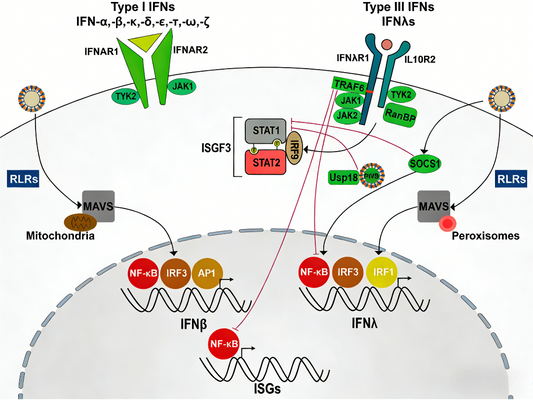Knowledge Insight: Anti-Tumor Potential of Human IL‑28A Protein (IFN‑λ2)