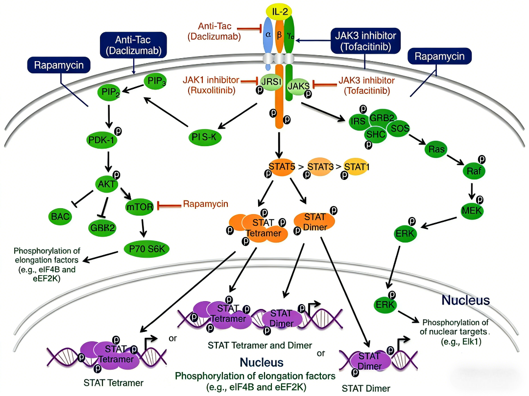 Knowledge Insight: How Human IL‑28B Protein Modulates Antiviral Immunity and Inflammation