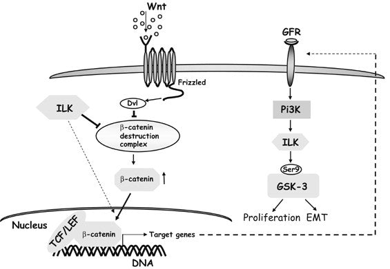 ANTI BIO Official Literature Analysis: α2‑Antiplasmin Antibodies in Fibrinolysis and Disease Research