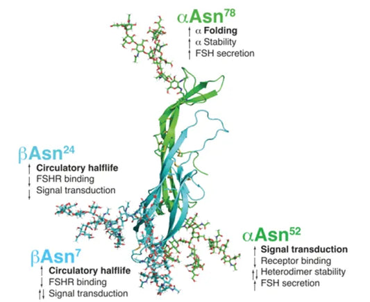 Application Value of FSHβ Antibodies in Reproductive Endocrinology Research
