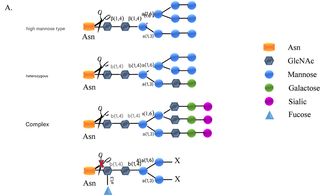 Endoglycosidase H (Endo H): Functional Insights, Technological Innovations and ANT BIO PTE. LTD. Reagent Support