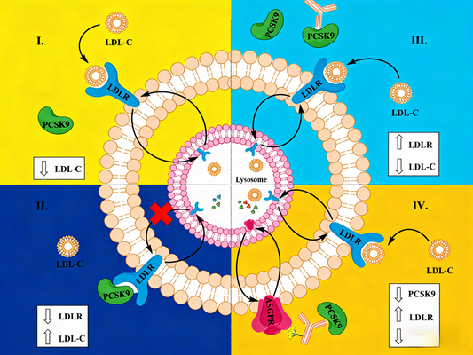 How to Achieve Precise Conjugation in Site‑Specific Antibody Customization