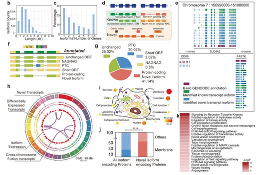 Knowledge Insight: Why Performance Validation of IHC Antibodies Is Critical in Modern Pathology